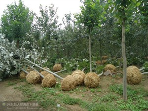 新疆杨挖树2.jpg